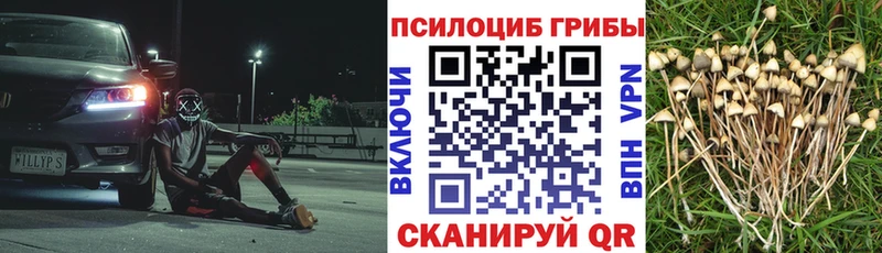 Псилоцибиновые грибы Psilocybine cubensis  Купить закладки  Котельниково 